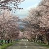 写真2　浦河町西舎桜並木