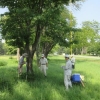 写真3　桜並木の調査・診断