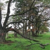 写真4　風倒掛り枝の被害