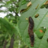 写真5　コシジロトゲアシハバチ幼虫の食葉被害