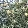 写真4　カラタチの果実