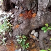 写真3　サクラの樹幹から排出されたクビアカツヤカミキリのフラス