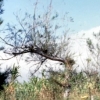 写真1　南根腐病の病徴（地上部） C：モクマオウ（枝枯れ及び葉量の減少）