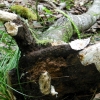 写真1　南根腐病の病徴（地上部） F：根の腐朽部位に起因する倒木