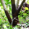 写真2　罹病木の地際部に這い出した菌糸膜　菌糸膜は地上高1m 以上に達する場合もある
