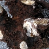 写真3　罹病木の根を被う土や砂礫を巻き込んだ菌糸膜