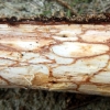写真4　茶褐色の菌体が不規則に入り込み蜂の巣状を呈した腐朽材