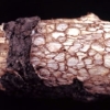 写真4　茶褐色の菌体が不規則に入り込み蜂の巣状を呈した腐朽材