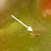 写真4　若い枝の先端部に産み付けられた卵
