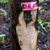 写真1　スギ樹幹上のチャアナタケモドキ