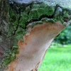 写真2　ナシ樹幹上のチャアナタケモドキ