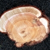 写真5　激しい溝腐れ症状を示したサワラ樹幹の切断面
