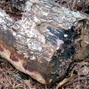写真10　サワラ林内に放置されたナシ枯枝で発生したチャアナタケモドキ子実体