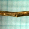 写真2　ニレ類立枯病による枝辺材における縦すじの壊死斑