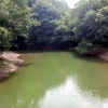 写真3　生息環境（香川県）夏に水が落ちて池岸が露出したため池