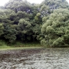 写真5　生息環境（大阪府）落水により池岸が露出しない樹林が接しているだけの池