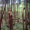 写真3　スギ非赤枯性溝腐病に罹病していないスギ（サンブスギ以外のスギ人工林）の被害（富津市鹿野山地区）