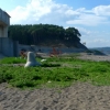 写真1　震災当年に再生した海浜植物群落