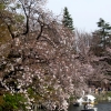 写真2　 井の頭池北岸の日当たりの良い場所でまばら咲きする'染井吉野'