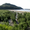 写真1　西表島のマングローブ林