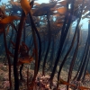 写真1　 三重県志摩半島の温帯性コンブ類サガラメ・カジメ海中林（三重県志摩市）