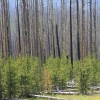 写真1　 アメリカ合衆国・イエローストーン国立公園における1988年の大規模な山火事による攪乱跡地