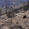 写真6　アメリカ合衆国カリフォルニア州の国有林から焼け広がった山火事跡地