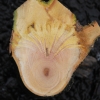 写真9　ケヤキの枝に寄生したヤドリギの根元の断面