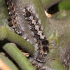 写真10　ヤドリギの枝に密集したフタホシドクガの幼虫