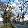 写真5　冬の加茂街道の街路樹