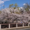 写真1　都賀川公園のソメイヨシノ