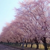 写真2　ソメイヨシノの桜並木