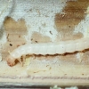 写真2　ニホンホホビロコメツキモドキによる酵母の栽培