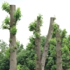 写真2　樹幹上部や太枝の強剪定が行われたユリノキ街路樹
