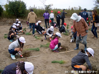宝くじ松配布・植栽事業