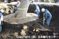 移植の可否を決める