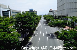 樹木の健全度を知る