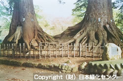 樹勢衰退原因を見つける