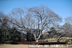 枝張