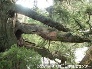 根返り