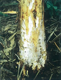 枯れたアカマツ樹皮下に広がった白色のナラタケ菌糸膜
