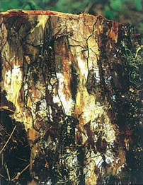 伐根上に繁殖する黒色、ひも状のナラタケの根状菌糸束