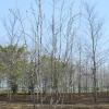 緑化樹木生産圃場は災害時の避難地