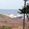 新しい堤防と植栽地の防護柵（宮城県亘理郡山元町、2013.10）