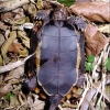 リュウキュウヤマガメの腹面