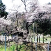 写真2　満開の花を咲かせる上青谷観音ザクラ