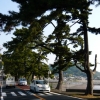 写真2　修景を目的とした緑化（道路緑化）