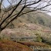 写真4　郊外空地の再生の一形態（梅園）
