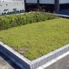 写真5　ＵＲ薄層緑化工法の標準施工区