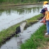 土手の残る用水路　このような水路自体が絶滅危惧